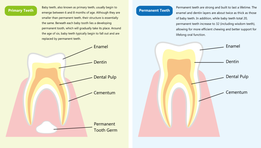 Primary Teeth